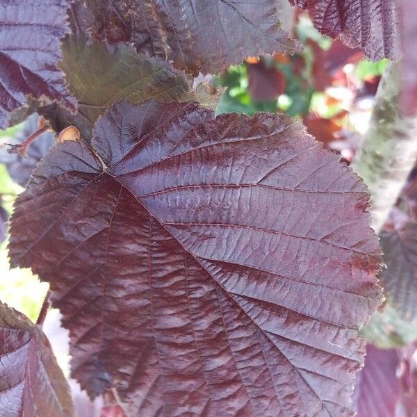 Corylus maxima Leaf