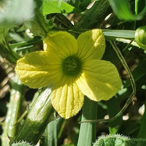 Cucumis prophetarum Blomma