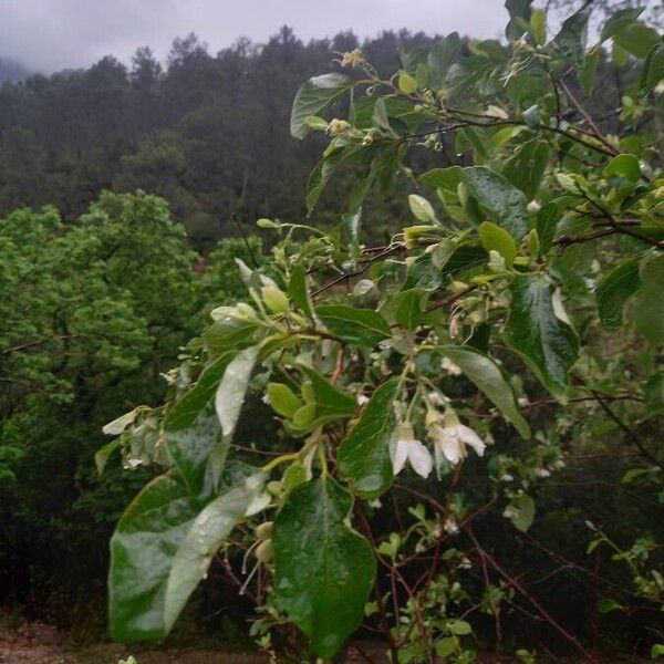 Styrax officinalis Fulla