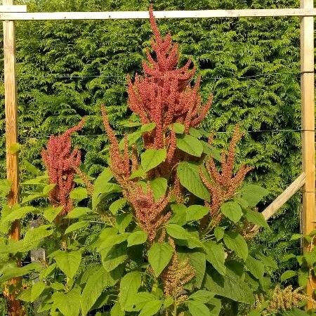 Amaranthus hybridus Цвят