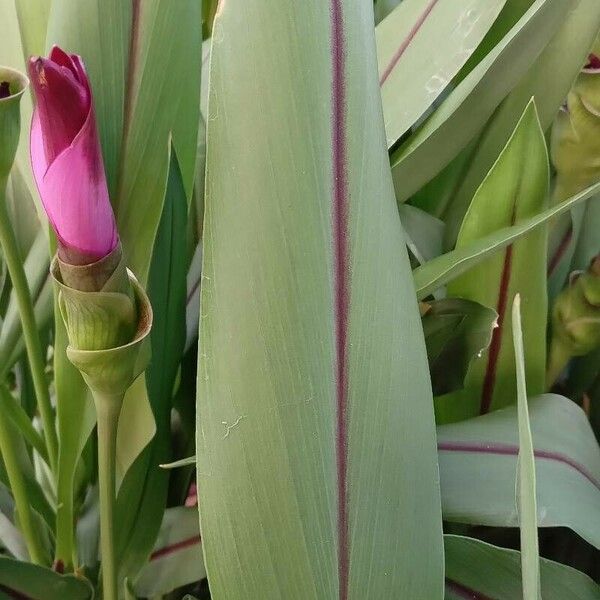 Curcuma alismatifolia ഇല