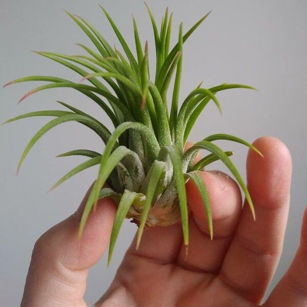 Tillandsia ionantha List