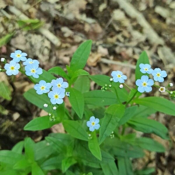 Myosotis scorpioides Кветка