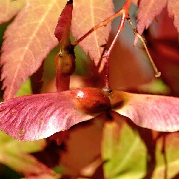 Acer japonicum Frucht