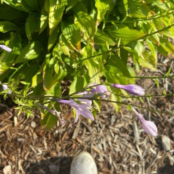 Hosta lancifolia Flower