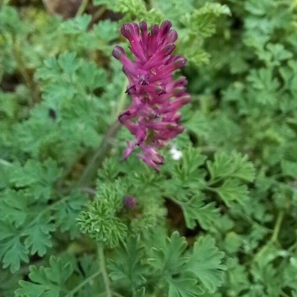 Fumaria officinalis Flower