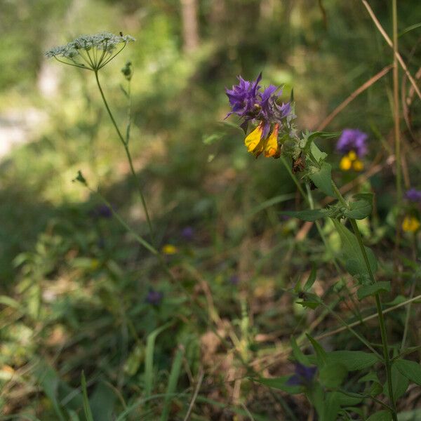 Melampyrum subalpinum Blüte