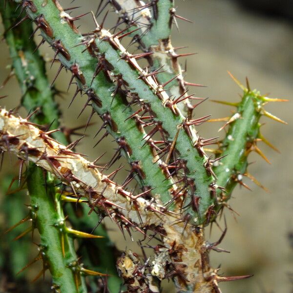 Euphorbia aeruginosa Blatt