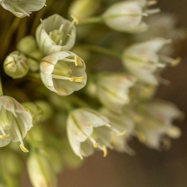 Allium paniculatum Кветка