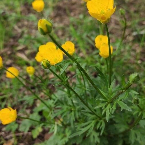 Ranunculus macrophyllus Plante entière