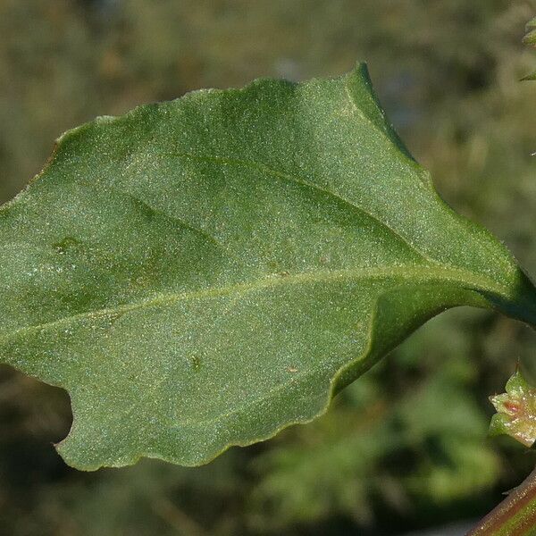 Rumex spinosus 葉