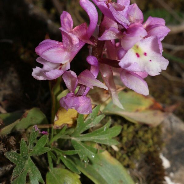 Orchis laeta Flower