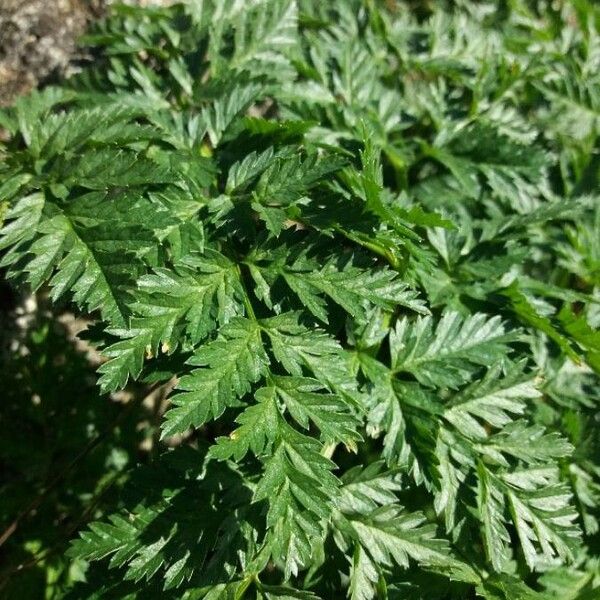 Conium maculatum Leaf