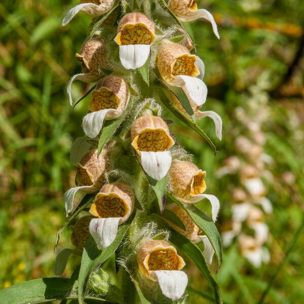 Digitalis lanata Λουλούδι