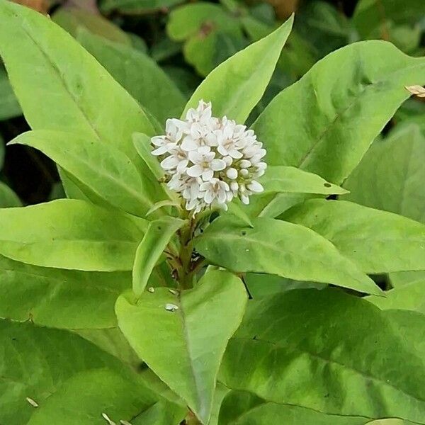 Lysimachia clethroides Flower