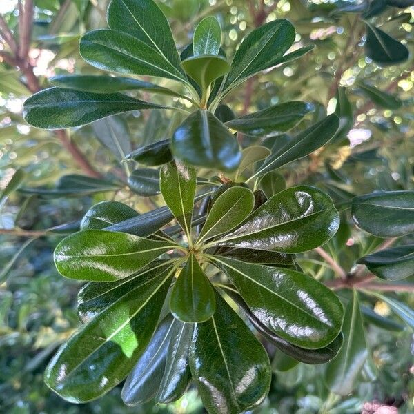 Pittosporum heterophyllum Leaf