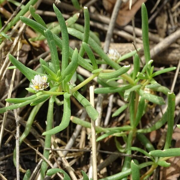 Gomphrena vermicularis Folla