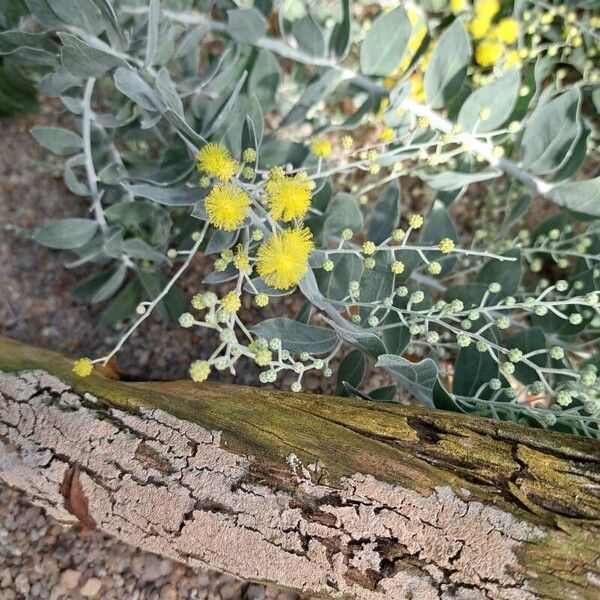 Acacia podalyriifolia Elinympäristö