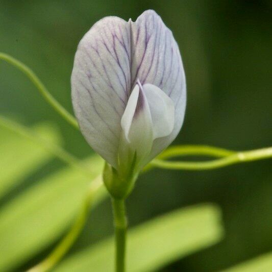 Vicia articulata 花