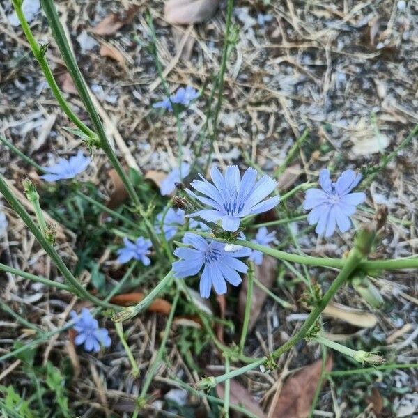 Cichorium endivia Flower