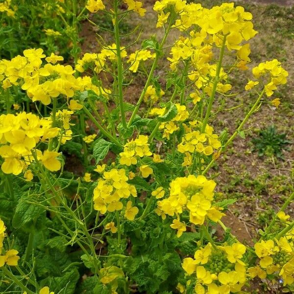 Sinapis alba Flor