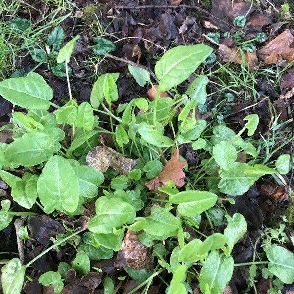 Rumex acetosella Liść