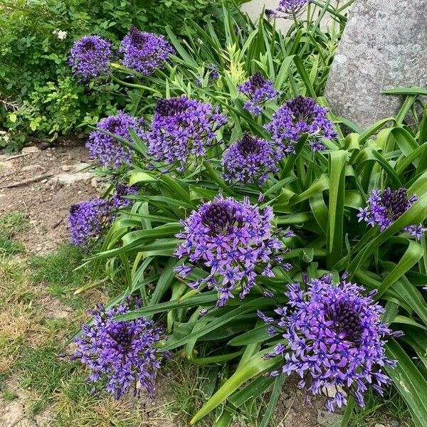 Scilla peruviana 整株植物