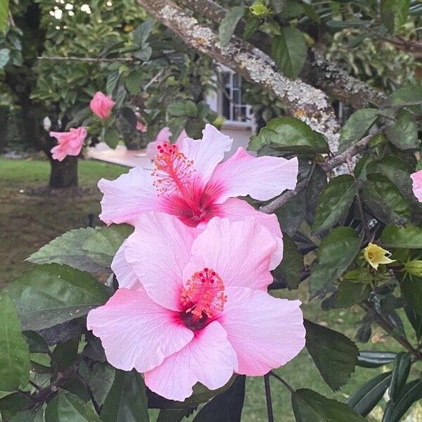 Hibiscus rosa-sinensis 花