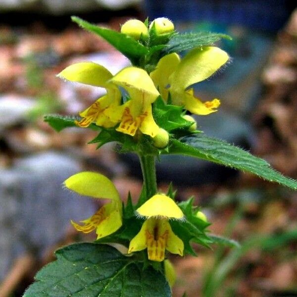 Lamium galeobdolon Flower