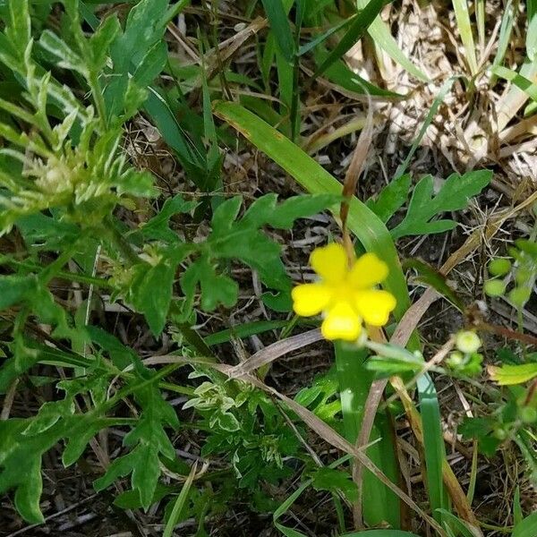 Potentilla argentea Leaf