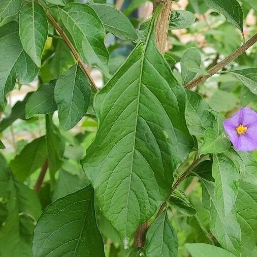 Solanum laciniatum Leaf