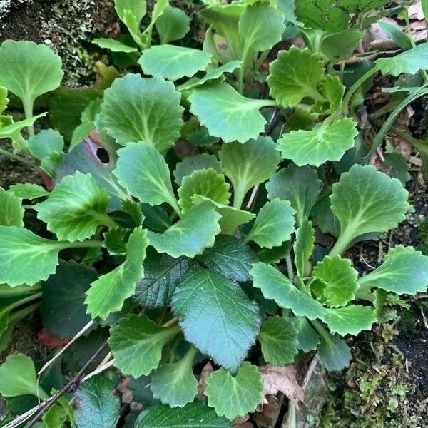 Saxifraga spathularis Листок