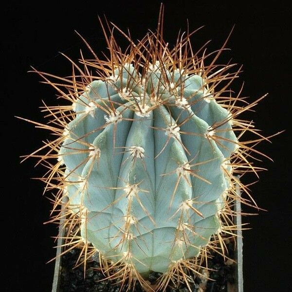 Melocactus azureus Συνήθη χαρακτηριστικά