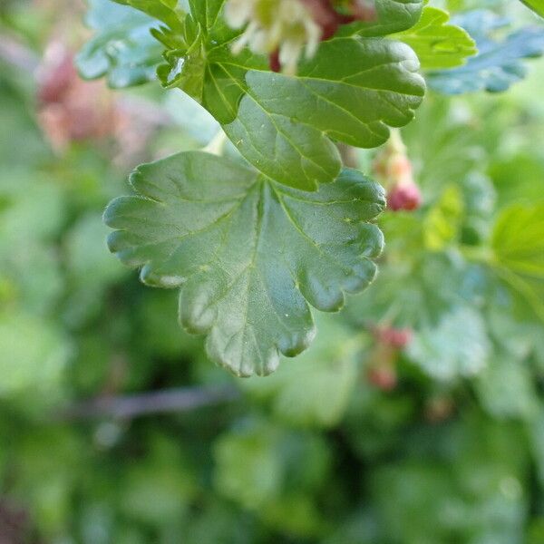 Ribes uva-crispa Foglia