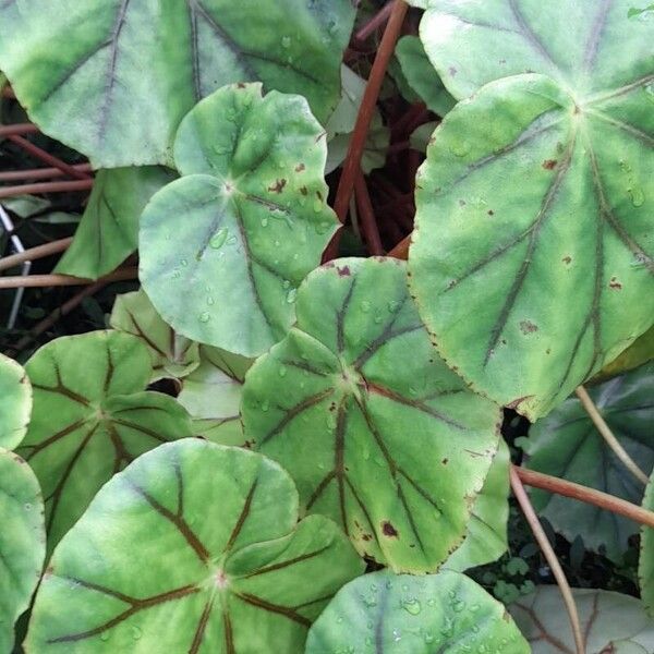 Begonia glandulosa Celota