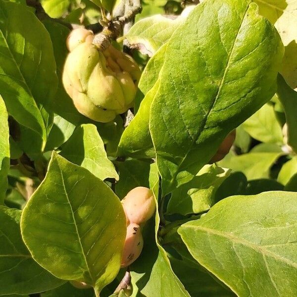 Magnolia kobus Leaf