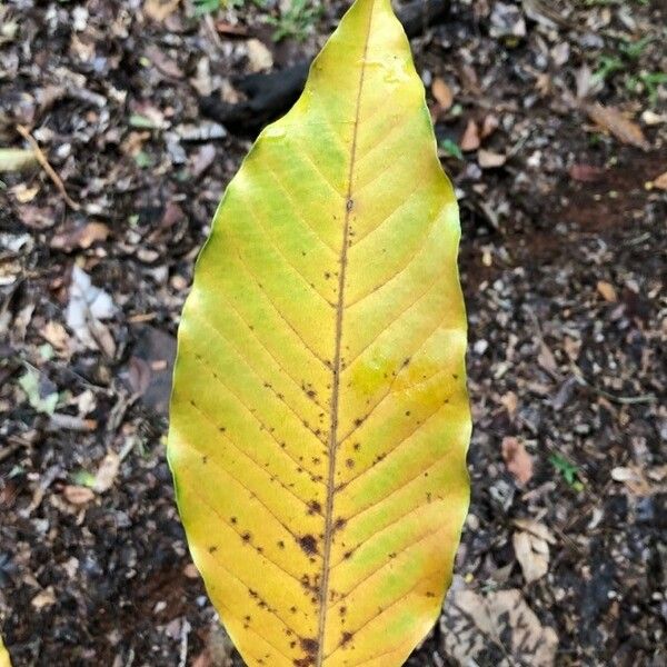 Magnolia champaca Ліст