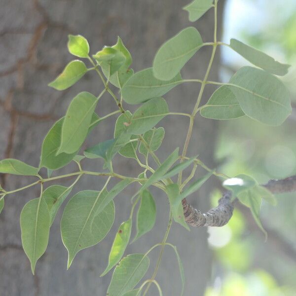 Sclerocarya birrea Blatt