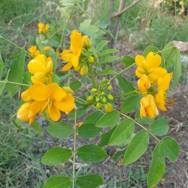 Senna occidentalis Blomma