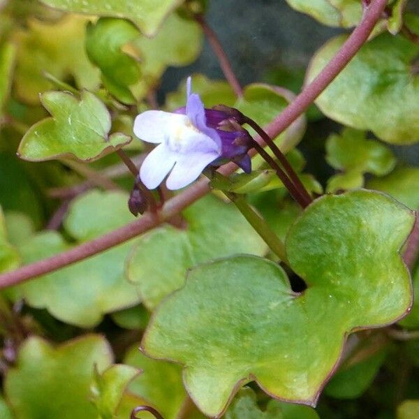 Cymbalaria muralis 葉