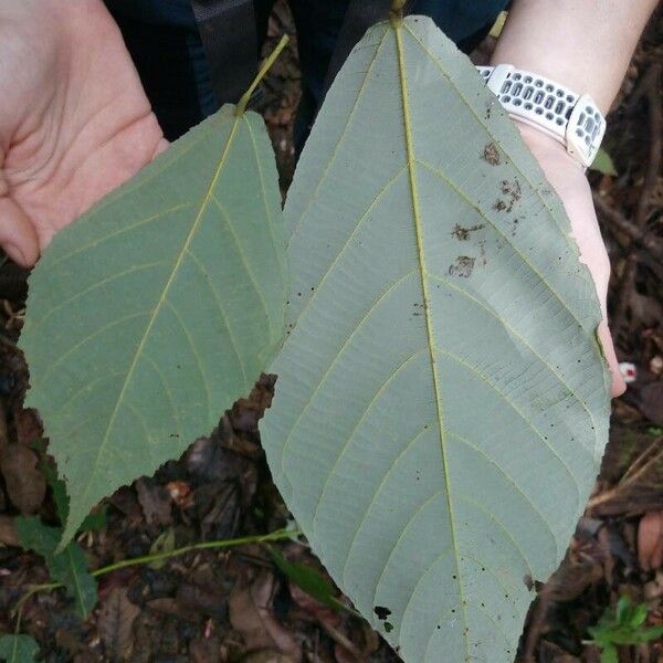 Apeiba petoumo Leaf