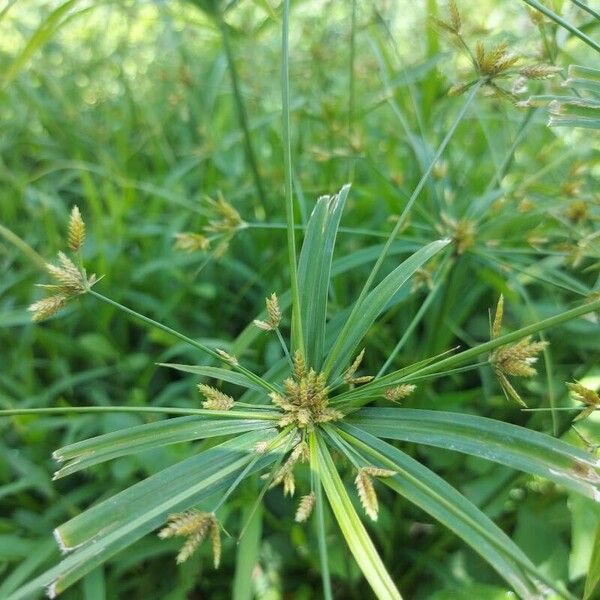 Cyperus alternifolius 花