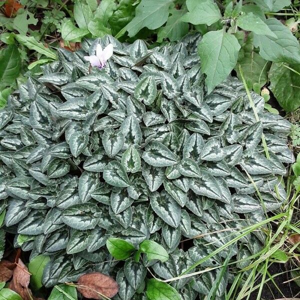 Cyclamen hederifolium Συνήθη χαρακτηριστικά