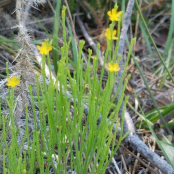 Hypericum gentianoides Flor