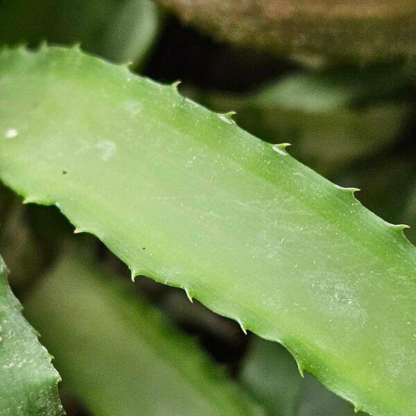 Cryptanthus acaulis Blatt