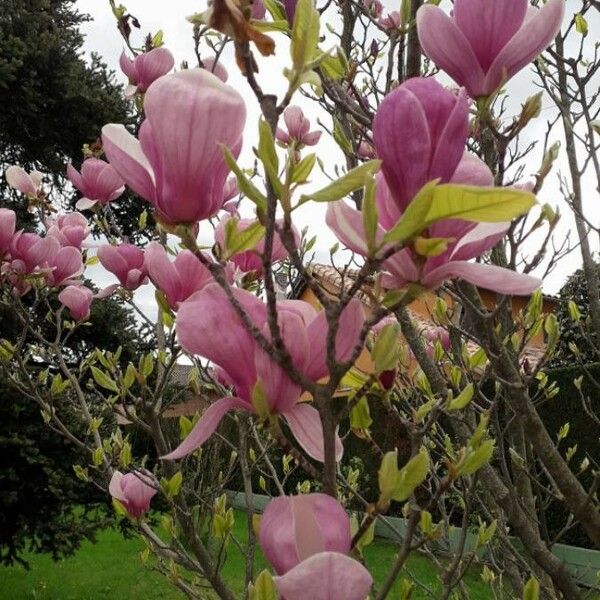 Magnolia × soulangeana Lorea