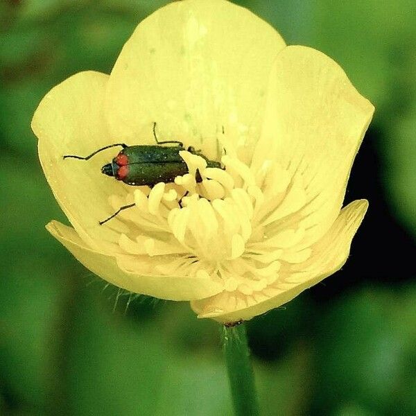 Ranunculus bulbosus പുഷ്പം