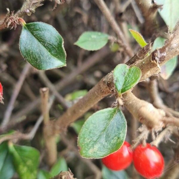 Cotoneaster simonsii Leaf