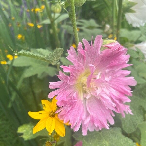 Alcea rosea Flower