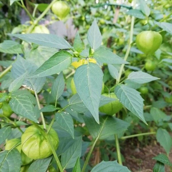 Physalis ixocarpa Лист